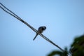 small tomtit bird with worm in the beak