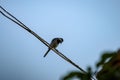 small tomtit bird with worm in the beak