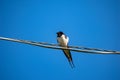 small tomtit bird with worm in the beak