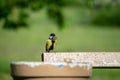 small tomtit bird with worm in the beak