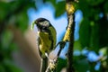 small tomtit bird with worm in the beak