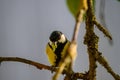 small tomtit bird with worm in the beak