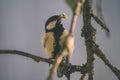 small tomtit bird with worm in the beak - vintage retro look