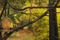 Small tomtit on a tree