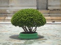 Small topiary tree in the pot decorates Royalty Free Stock Photo