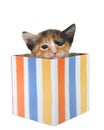 Small tortie kitten peaking out of a colorful present isolated Royalty Free Stock Photo