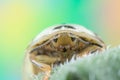 A small tortoise beetle on a sunflower leaf