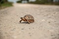 Small tortoise crossing a gravel road