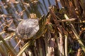 Tortoise sitting on a lake side