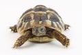 Small tortoise (turtle) Royalty Free Stock Photo