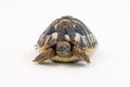 Small tortoise (turtle)