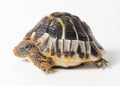 Small tortoise (turtle)