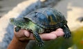 Small tortoise (turtle) in hand