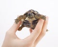 Small tortoise (turtle) in hand