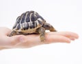 Small tortoise (turtle) in hand