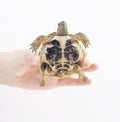 Small tortoise (turtle) in hand