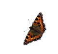 Small Tortoiseshell