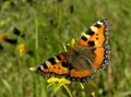 Small tortoiseshell