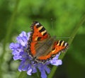 Small Tortoiseshell