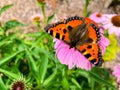 The small tortoiseshell Aglais urticae is a colourful Eurasian butterfly in the family Nymphalidae