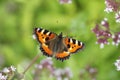 Small Tortoiseshell Butterfly