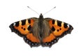 Small Tortoiseshell butterfly