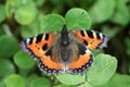 Small Tortoiseshell Butterfly - Aglais Urticae