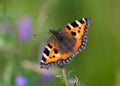 Small Tortoiseshell butterfly (Aglais urticae)