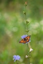 Small tortoiseshell butterfly Aglais urticae on a blue chicory flower. Selective focus. A bright foxy red colour butterfly on a Royalty Free Stock Photo