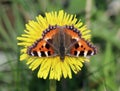 Small tortoiseshell butterfly with outstretched wings on dandelion