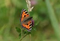 A Small Tortoiseshell Butterfly, Aglais urticae, nectaring on a red clover flower in a meadow in the UK.