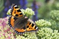 Small Tortoiseshell Butterfly Aglais urticae