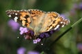 Small Tortoiseshell butterfly Aglais urticae on purple flowers of verbena bonariensis.