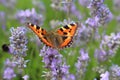 Small Tortoiseshell Butterfly