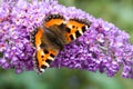 Small Tortoiseshell butterfly on Buddleia flower