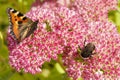 A small tortoiseshell butterfly and a bumblebee on a flower