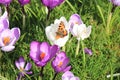 Small tortoiseshell butterfly on a crocus Royalty Free Stock Photo