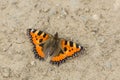 The small tortoiseshell butterfly on dry land Royalty Free Stock Photo