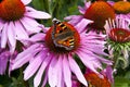 Small Tortoiseshell Butterfly on a Echinacea Flowe Royalty Free Stock Photo