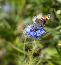 Small Tortoiseshell Butterfly feeding on a Nigella Flower