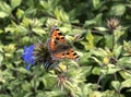 Small tortoiseshell butterfly on flower with snail Royalty Free Stock Photo