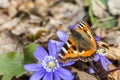 Small Tortoiseshell butterfly on hepatica flowers in spring Royalty Free Stock Photo