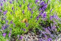 Small tortoiseshell butterfly on lavender Royalty Free Stock Photo