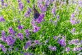 Small tortoiseshell butterfly on lavender Royalty Free Stock Photo