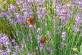 Small tortoiseshell butterfly on lavender Royalty Free Stock Photo