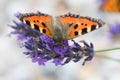 Small tortoiseshell butterfly on lavender