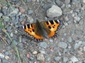 Small tortoiseshell butterfly perching on a stony path