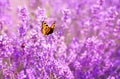 Small tortoiseshell butterfly on purple lavender flowers at bright summer day. Natural floral background. Royalty Free Stock Photo