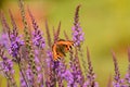 Small tortoiseshell butterfly on purple loosestrife