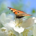 Small tortoiseshell butterfly on schersmin philadelphus pubescens